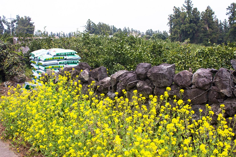 [KOZAZA PICKS] Dancing Moon Private House & Music Salon @Jeju Island