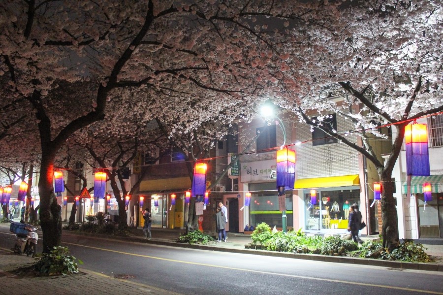 야간벚꽃삼매경, 제주벚꽃이 만발한 ‘제주전농로’